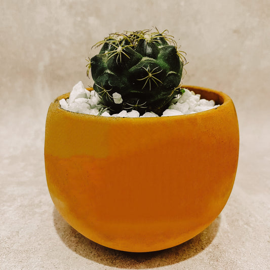 Cactus con Maceta