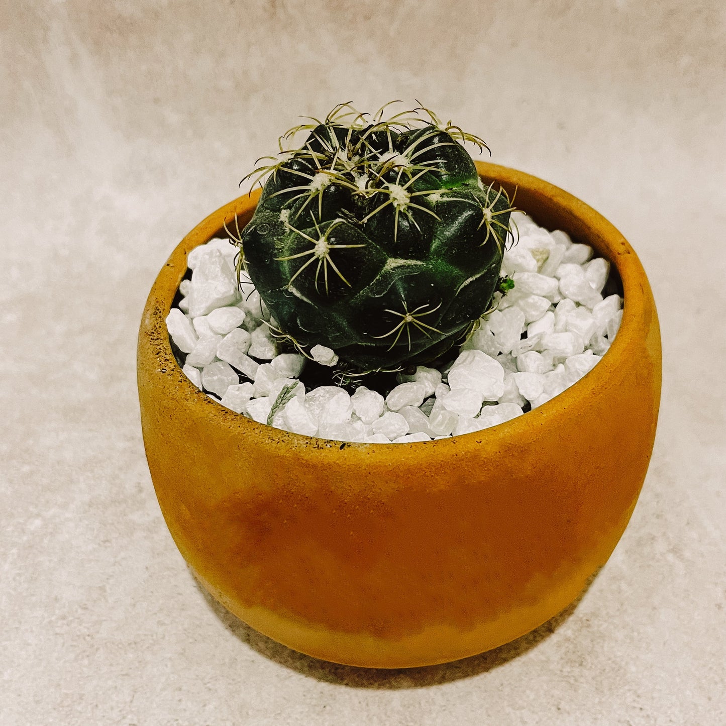 Cactus con Maceta