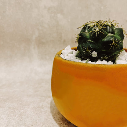 Cactus con Maceta