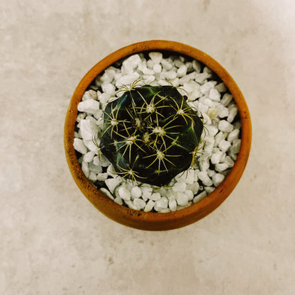 Cactus con Maceta
