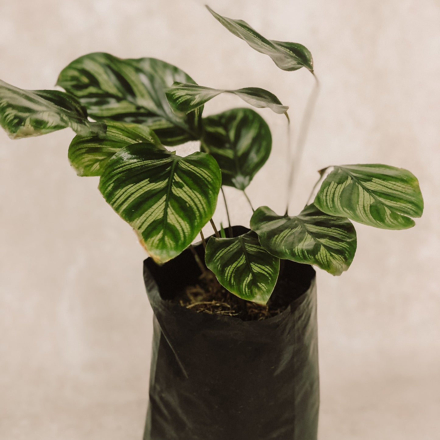 planta calathea multi cinta 