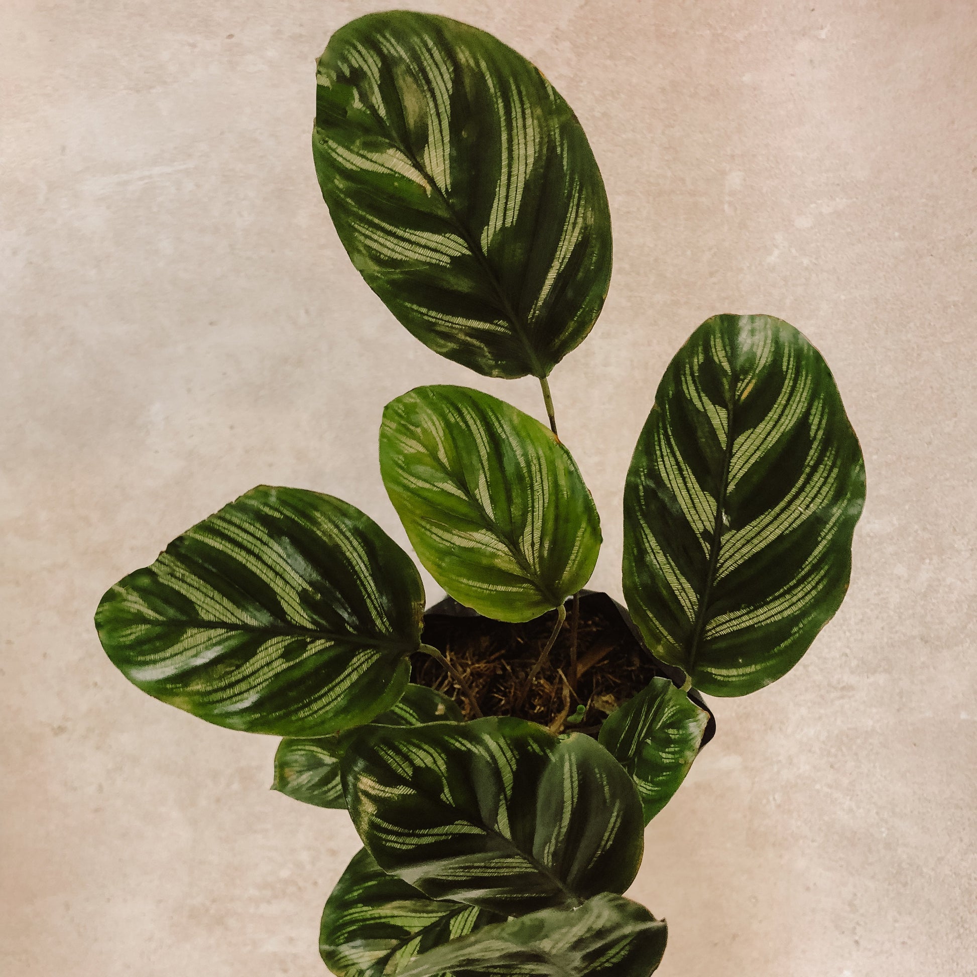 planta calathea multi cinta 