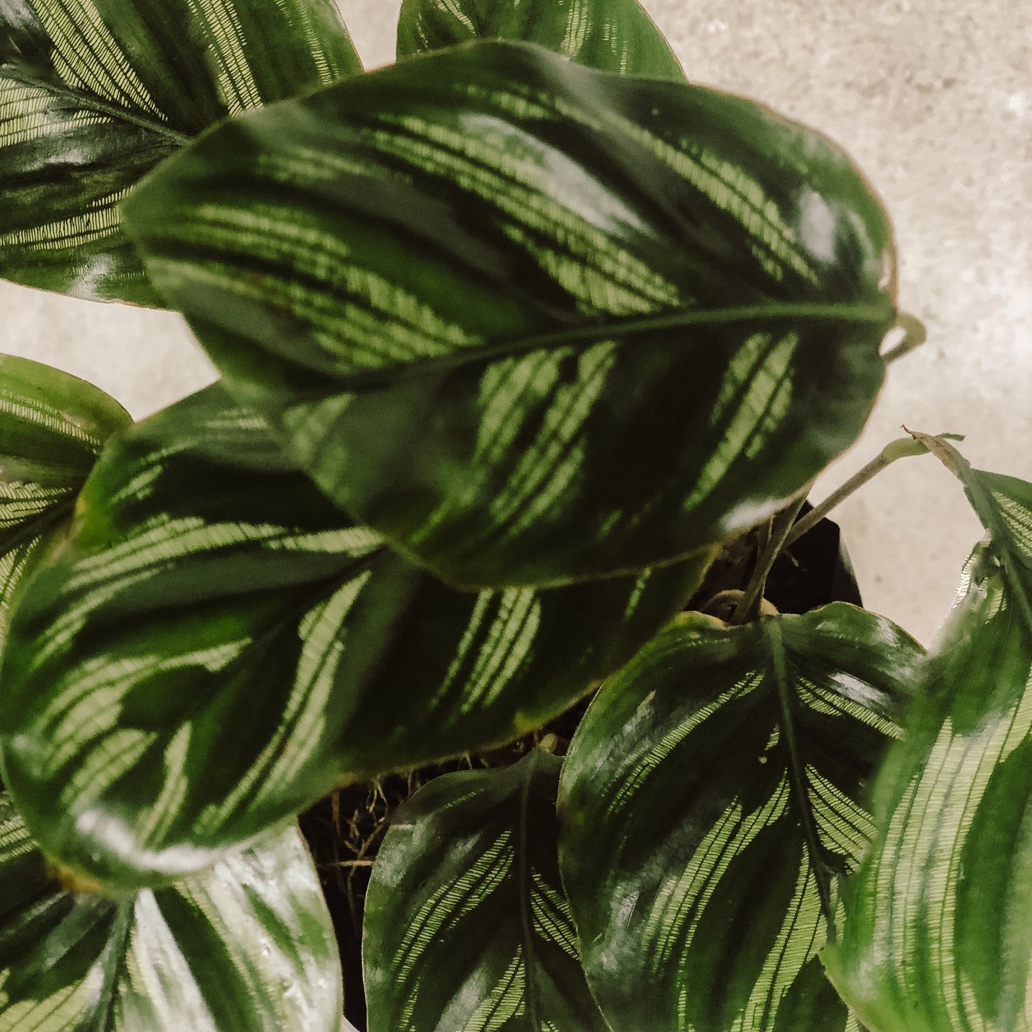 planta calathea multi cinta 