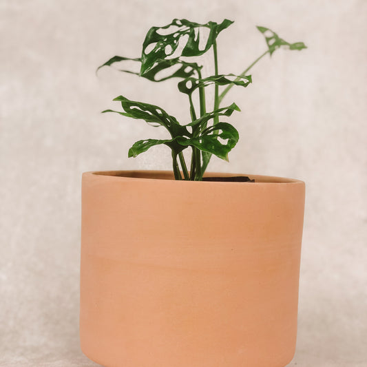 planta esqueleto