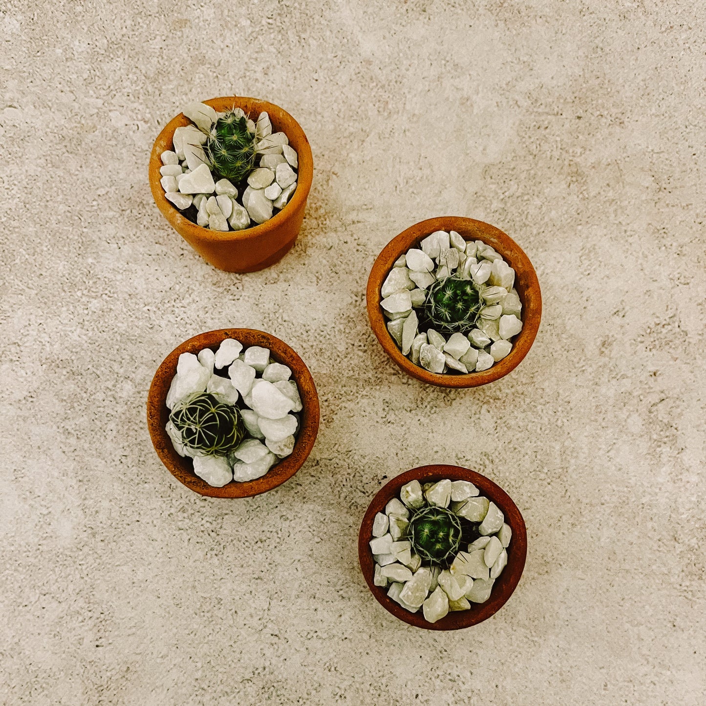 Cactus Mini con Maceta