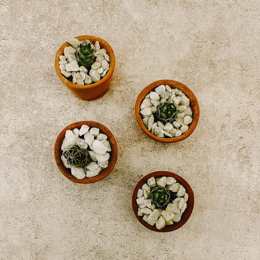 Cactus Mini con Maceta