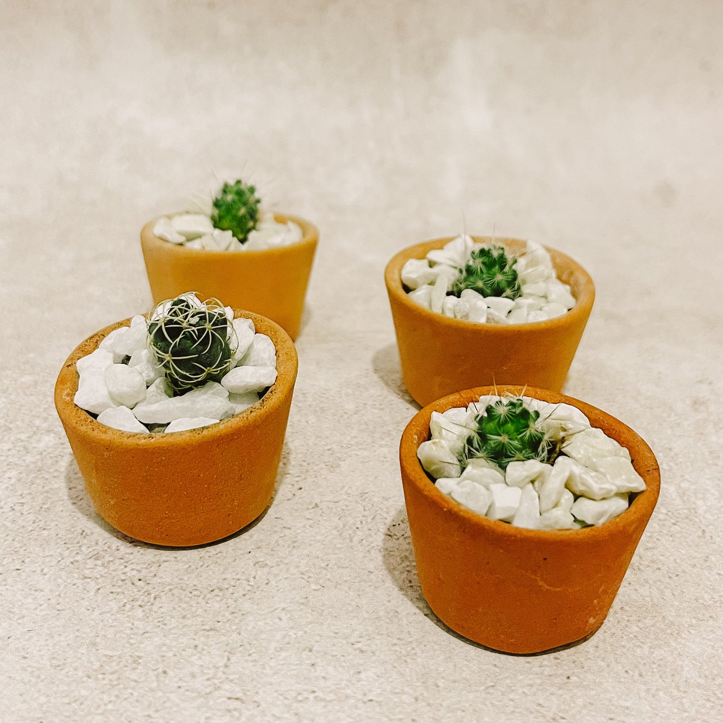Cactus Mini con Maceta