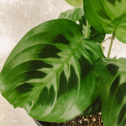 maranta leuconera 