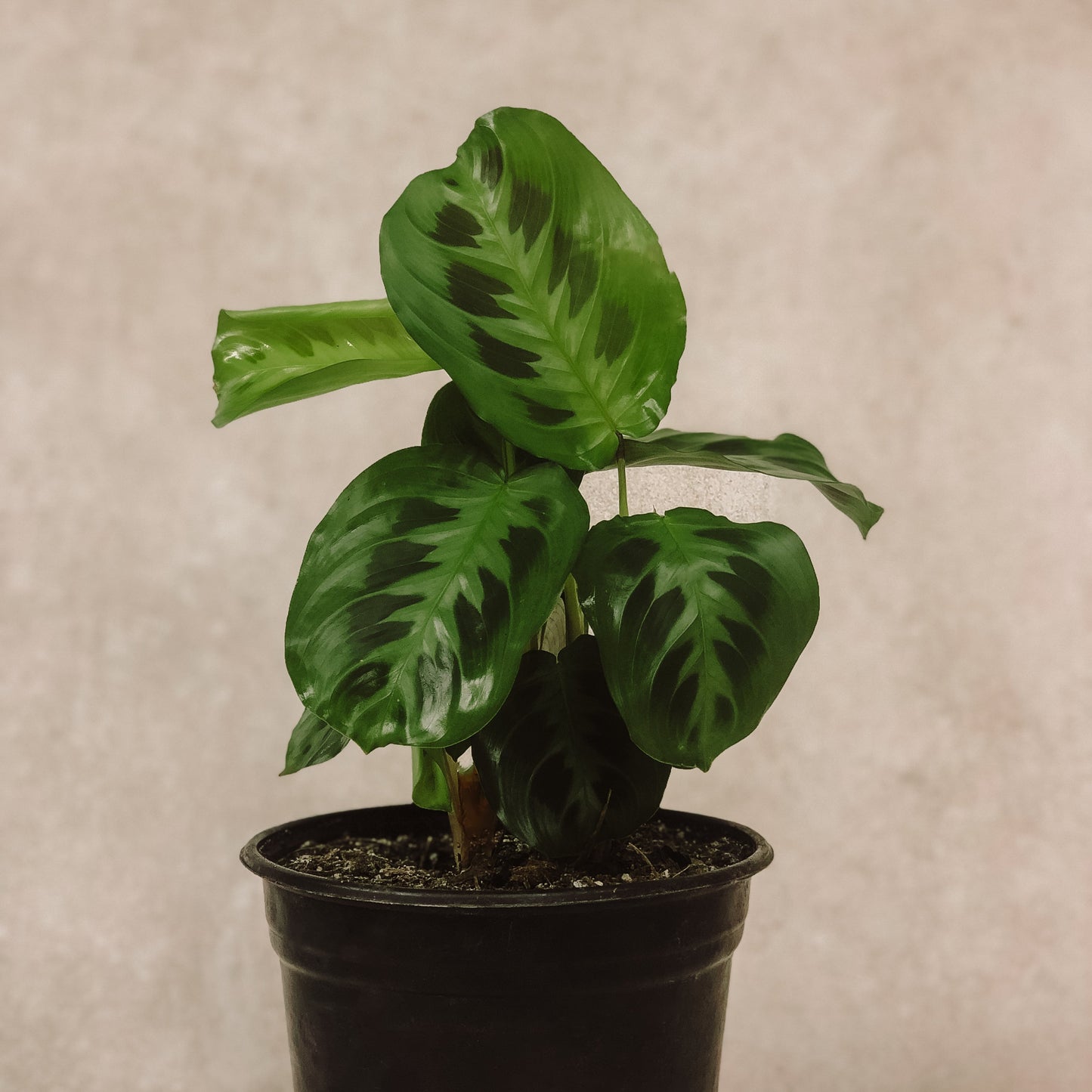 maranta leuconera