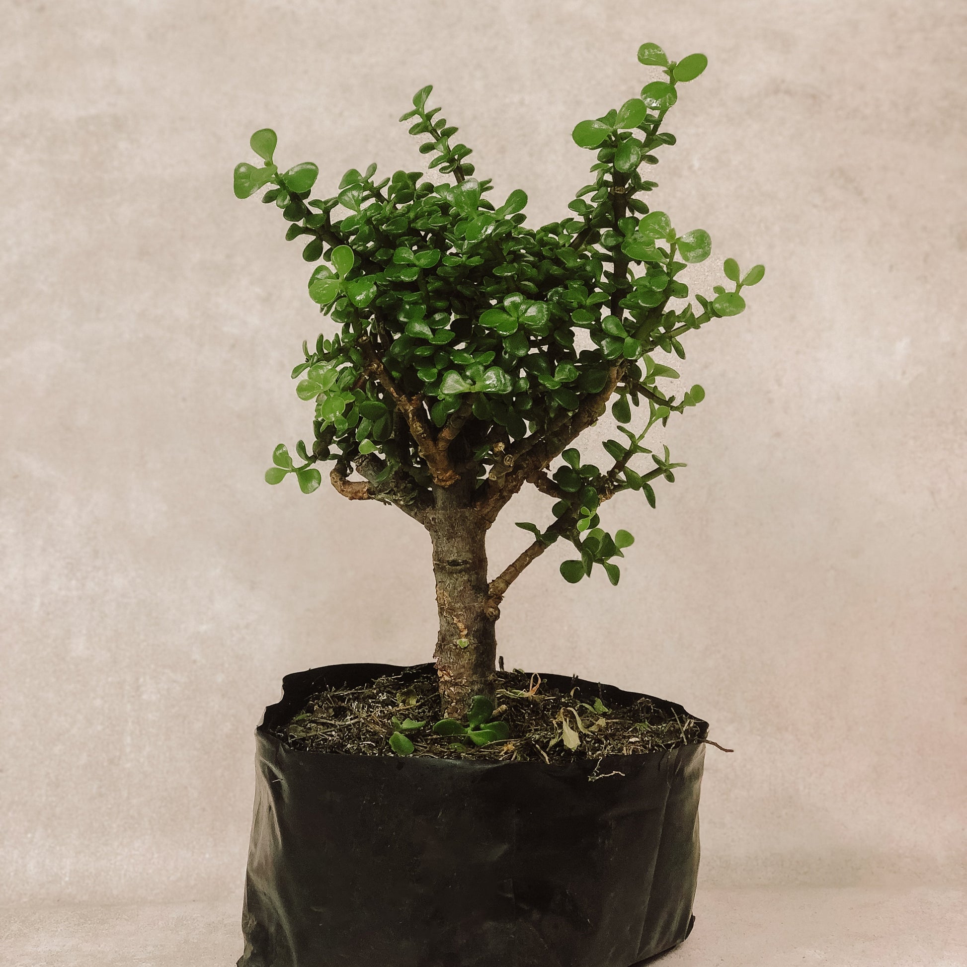 planta árbol de la abundancia 