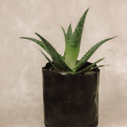 aloe vera