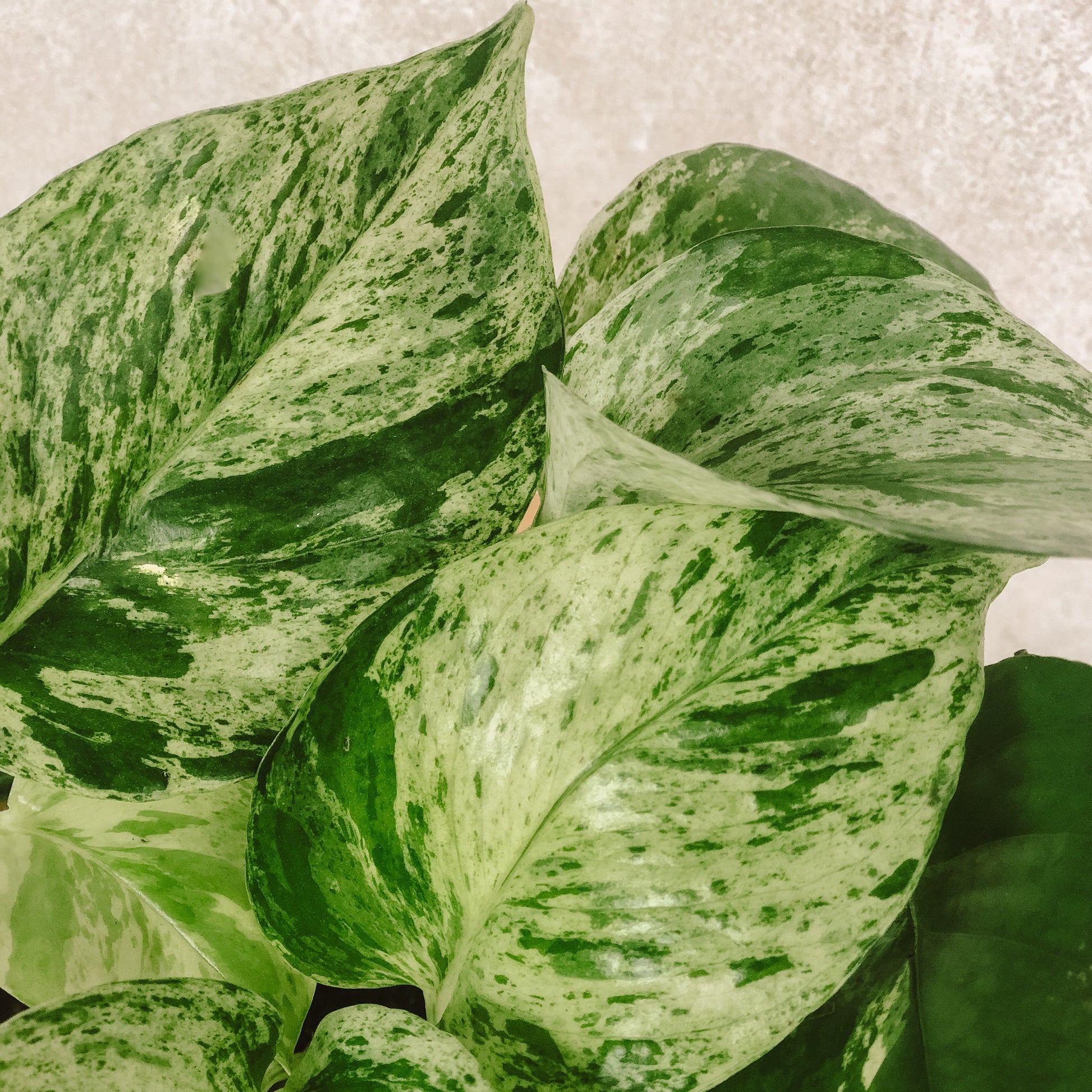 photos variegado