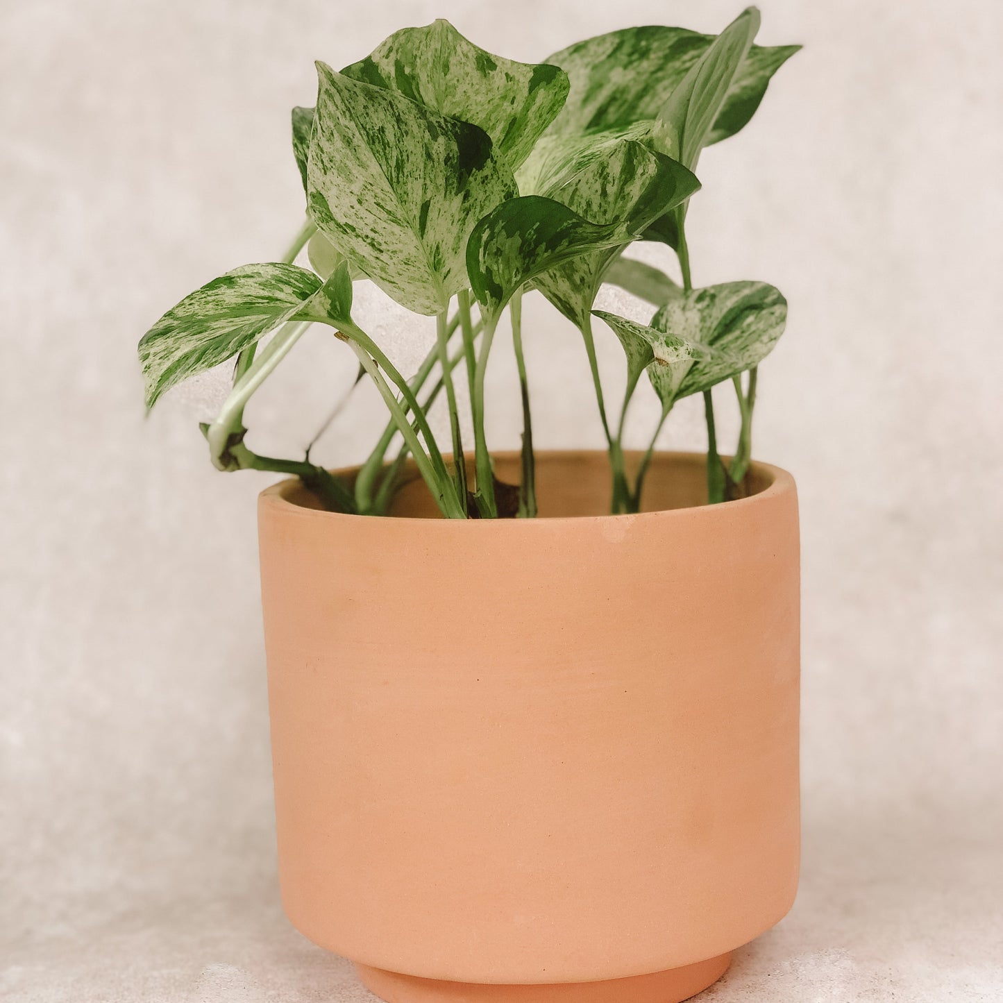 photos variegado