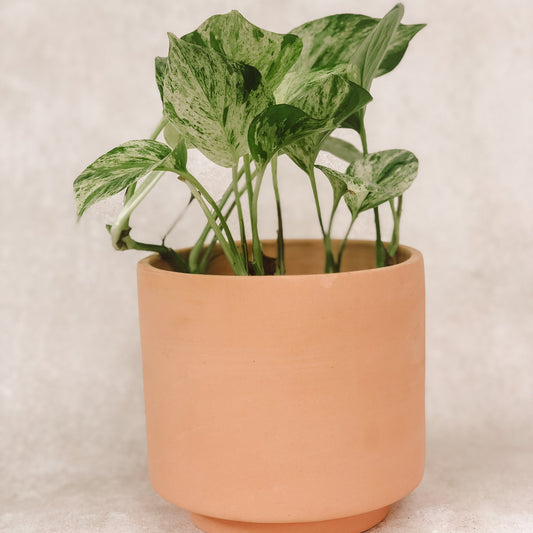 photos variegado