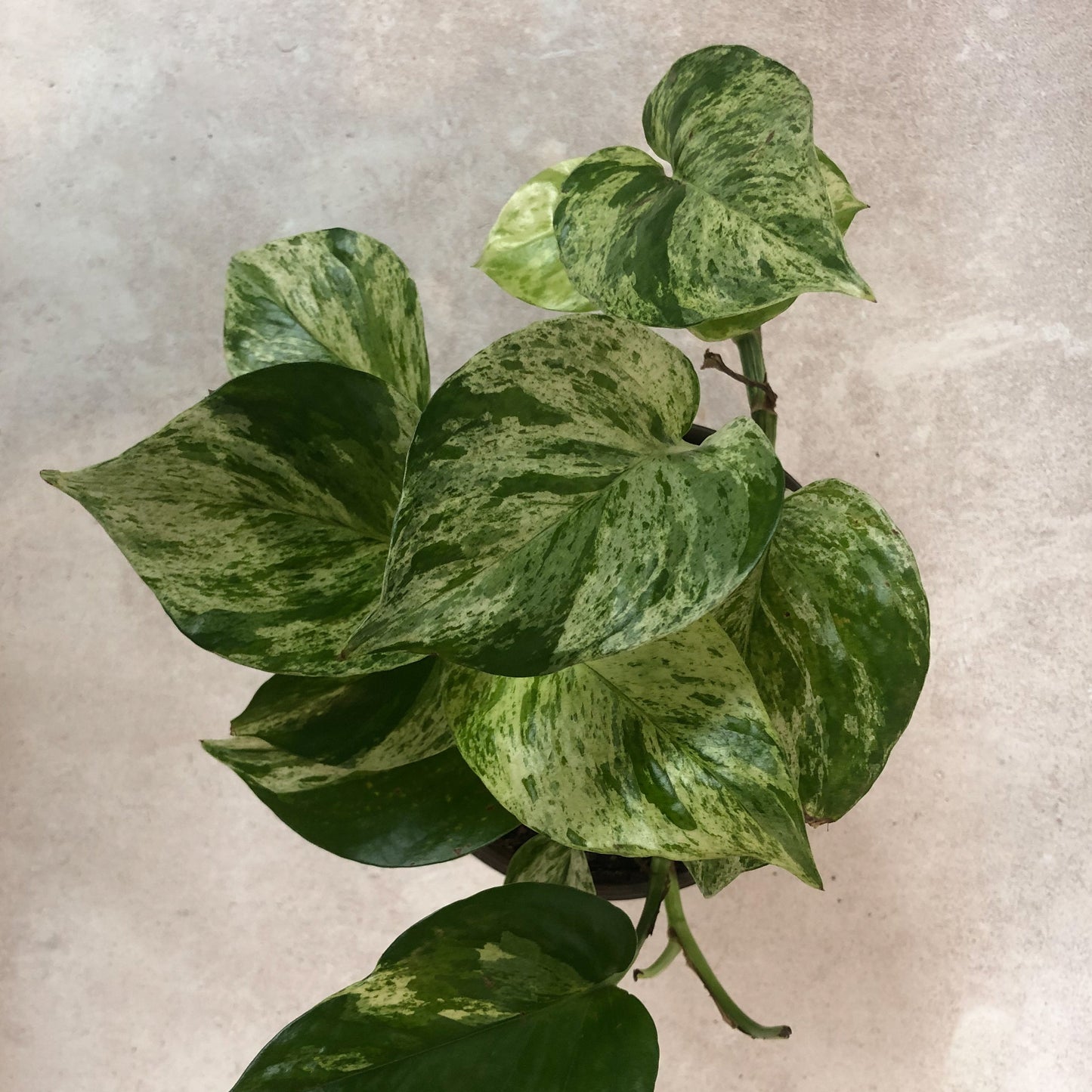 pothos variegado